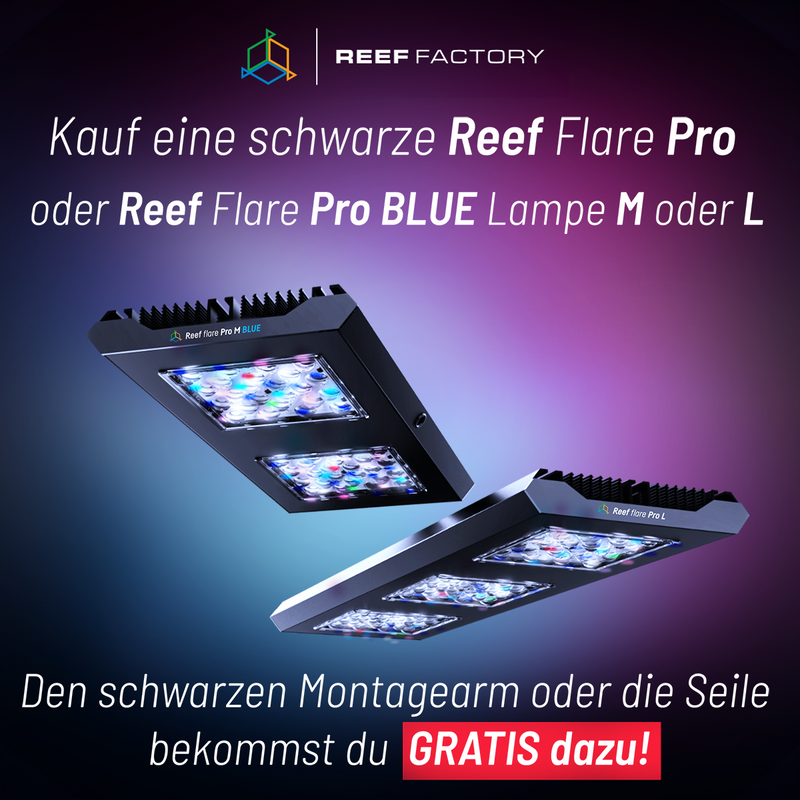 Reef flare Pro L Black Reef Factory