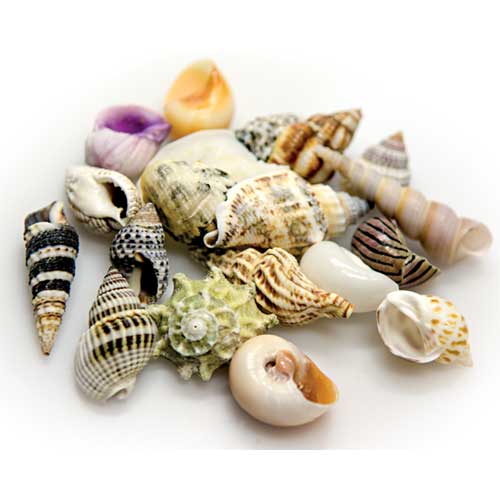 Sea Shells Set S  20 St., SB Hobby