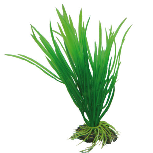 Cyperus  16 cm, SB Hobby