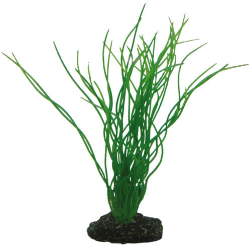 Sagittaria  20 cm, SB Hobby