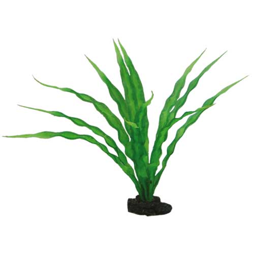 Crinum  29 cm, SB Hobby