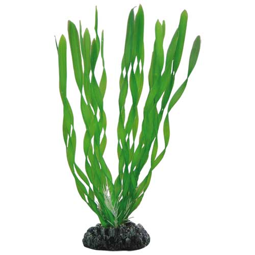 Vallisneria   20 cm, SB Hobby