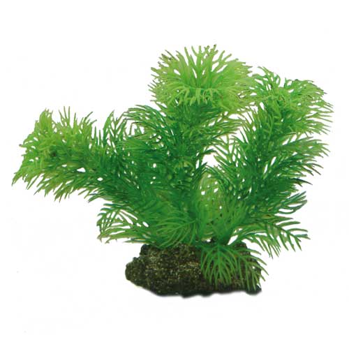 Egeria  13 cm, SB Hobby