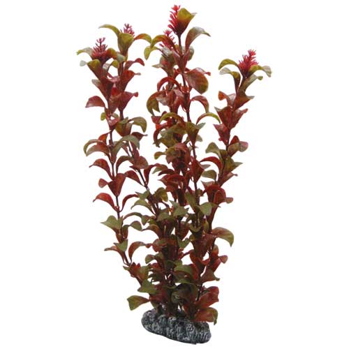 Rotala  16 cm, SB Hobby