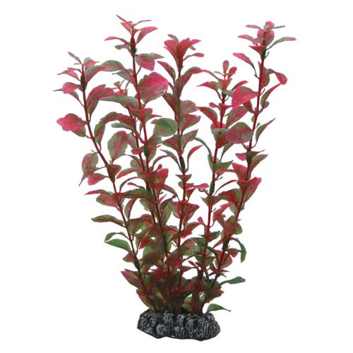 Ludwigia  25 cm, SB Hobby