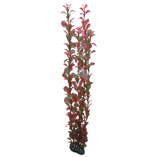 Ludwigia  60 cm, SB Hobby