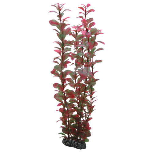 Ludwigia  34 cm, SB Hobby