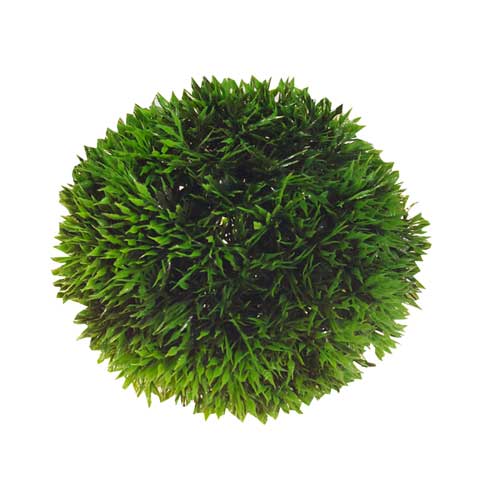 Plant Ball  9 cm Hobby