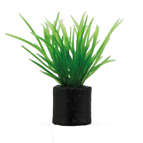 Eleocharis mini  1,5 x 1,5 x 3 cm, SB Hobby