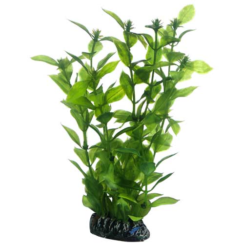 Hygrophila  20 cm, SB Hobby