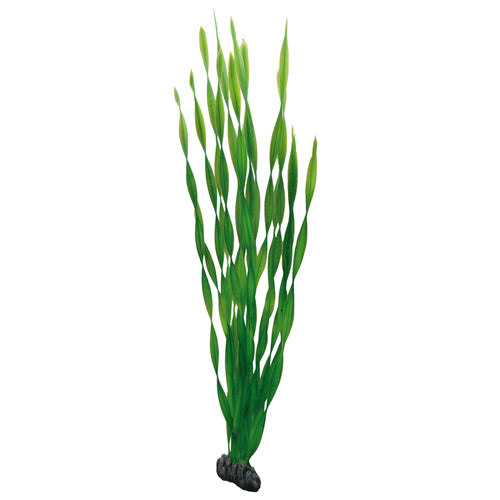 Vallisneria  60 cm, SB Hobby