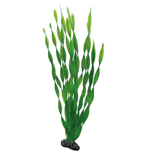 Vallisneria  46 cm, SB Hobby